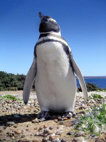 aa